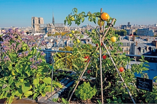 Jardin urbain, partagé- Paris à l'ouest-potager- Galeries Lafayette