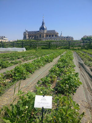 Jardin potager- Paris à l'ouest-Le Potager du Roi-Versailles