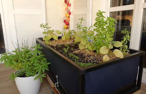 Jardin urbain, partagé- Paris à l'ouest-potager-balcon