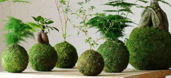 Atelier kokedama organisé par les madeleines enracinées pour paris à l'ouest