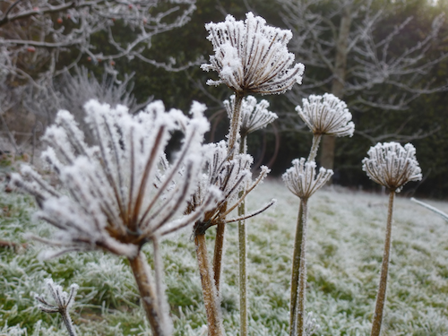 Conseil-jardin-hiver-Paris-a-louest