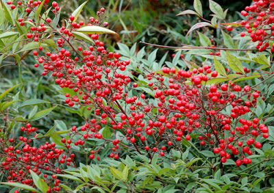 Conseil-jardin-hiver-Paris-a-louest