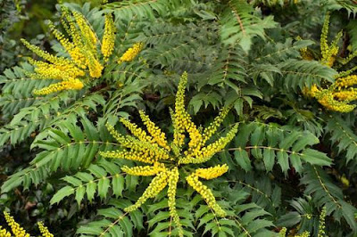 Conseil-jardin-hiver-Paris-a-louest