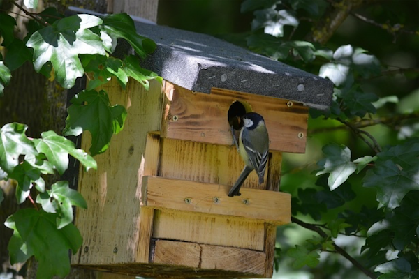 Nichoir-oiseaux-printemps-Paris-a-l-ouest