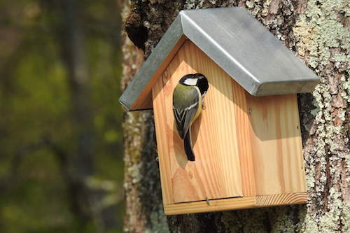 Nichoir-oiseaux-printemps-Paris-a-l-ouest