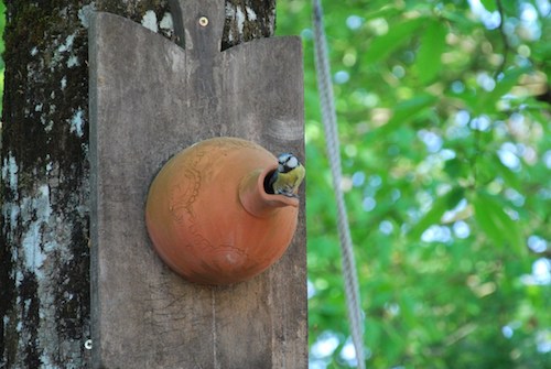 Nichoir-oiseaux-printemps-Paris-a-l-ouest