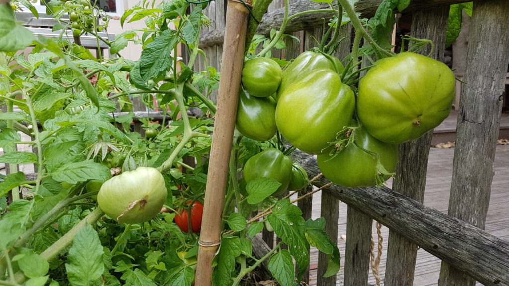 Tomates vertes