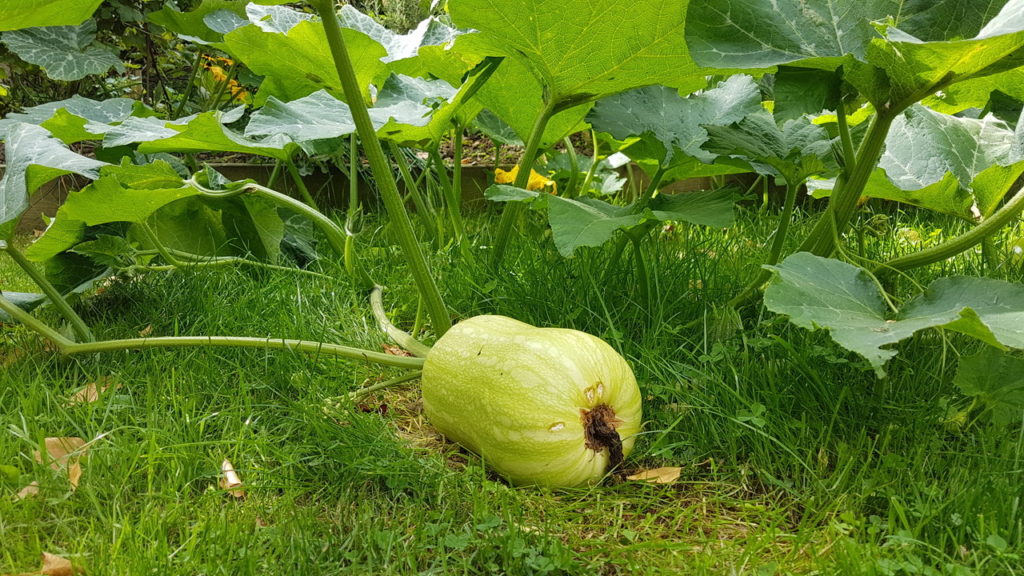 Butternut sur le gazon