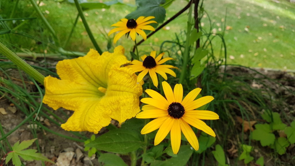 Fleur butternut et Rudbeckia