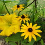 Fleur butternut et Rudbeckia