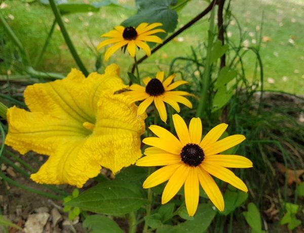 Fleur butternut et Rudbeckia