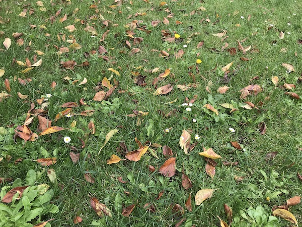 L'automne au Jardin. nettoyage de la pelouse.