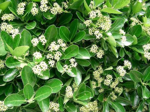 l'Eonymus Japonicus
Au printemps il se couvre de petites fleurs blanches parfumées