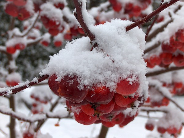 Malus everest sous la neige
