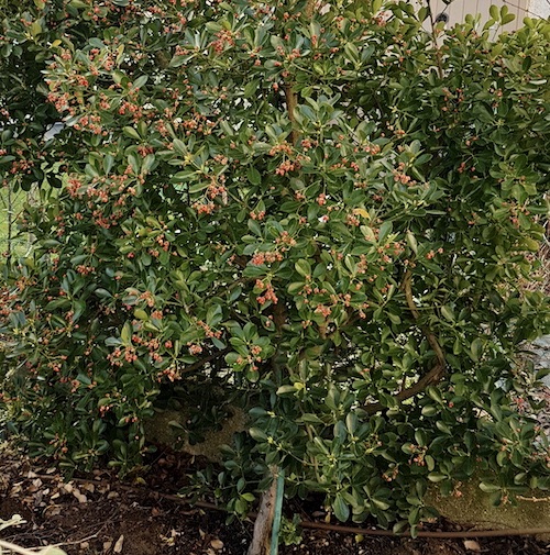 L'Euonymus Japonicus - Arbuste à croissance lente