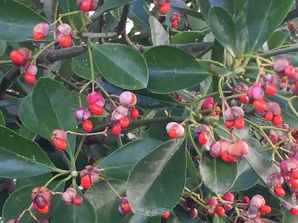 L'Euonymus Japonicus ou bien fusain du Japon