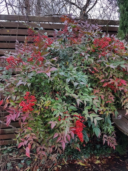 Arbuste persistant pour l'hiver -  le Nandina Domestica 