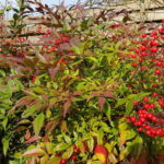 Coup de coeur de janvier le Nandina Domestica - jardin