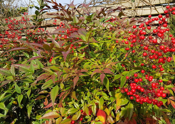 Coup de Coeur de janvier pour le Nandina Domestica 