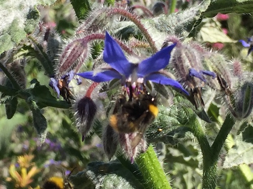 Au jardin en mars
la Bourrache, fleur