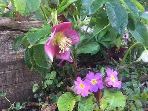 Au jardin en mars
Hellébore, fleur