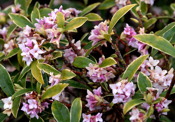 Au jardin en mars