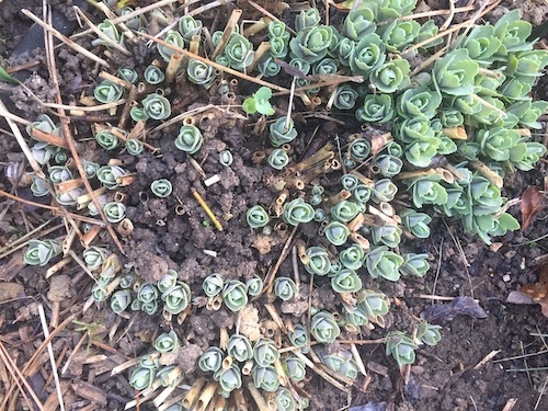 Au jardin en mars
Sedum spectabilis