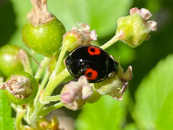 Jardins à l'automne - coccinelle sur plantes mellifères