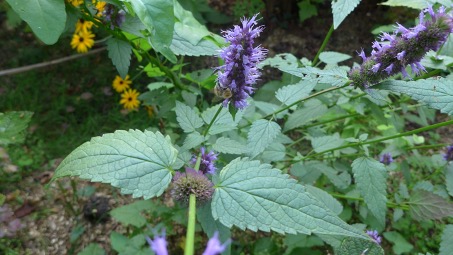 Jardins à l'automne - l'Agastache