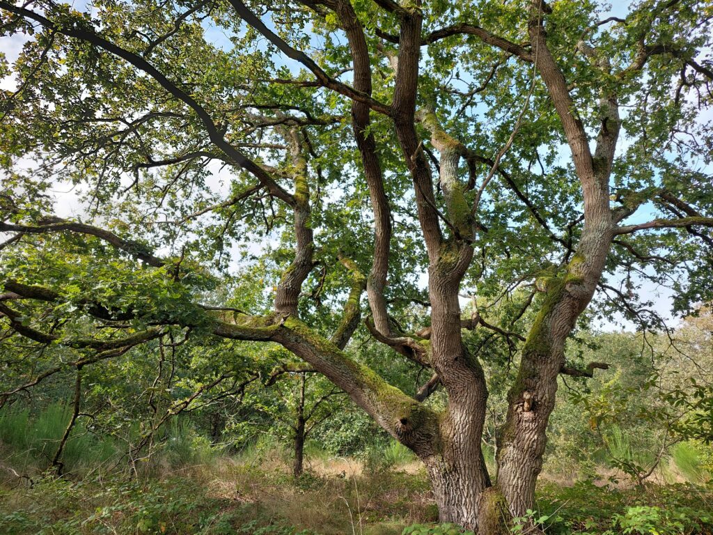 Fans de forêt