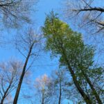 Promenons-nous dans les bois