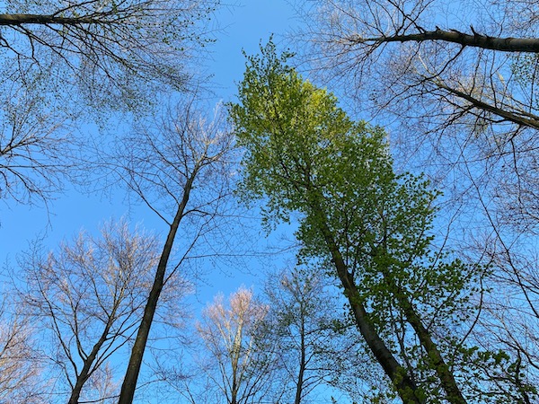 promenons-nous dans les bois