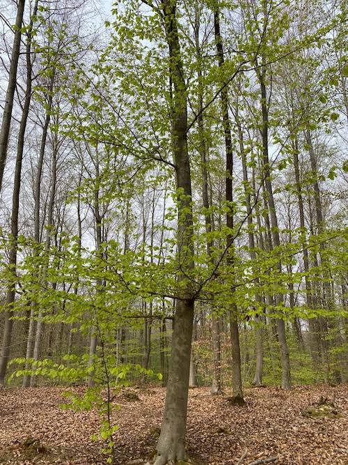 forêt de charmes