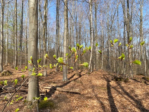 forêt de hêtres