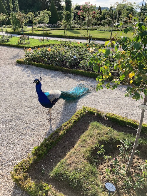 Paon du Parc de Bagatelle Paris