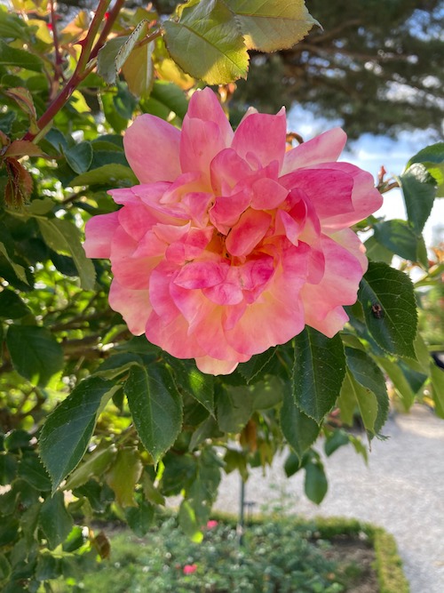 Roses du Parc de Bagatelle