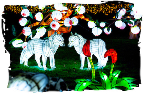 Lumières sauvages au Zoosafari - Thoiry