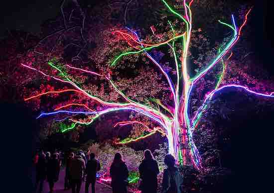 Les sentiers lumineux de Noël au Parc Floral de Paris