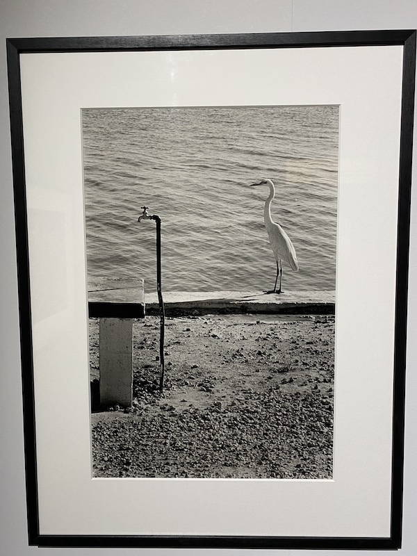 Exposition Photo Elliott Erwitt. Musée Maillol. Paris 