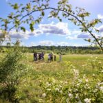 Le-Parc-du-Peuple-de-l-herbe