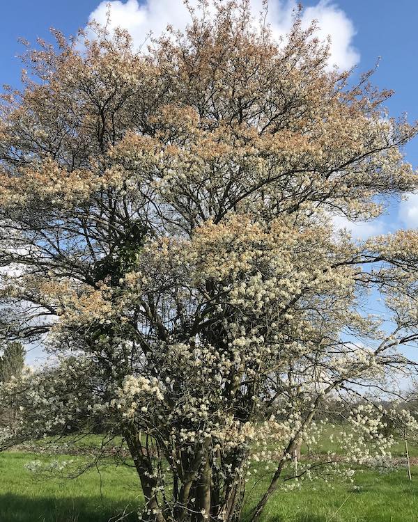 Le Top 7 des jardins remarquables : Arboretum de Chèvreloup