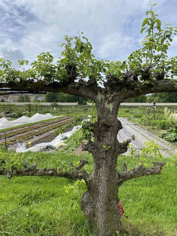 Potager du Roi