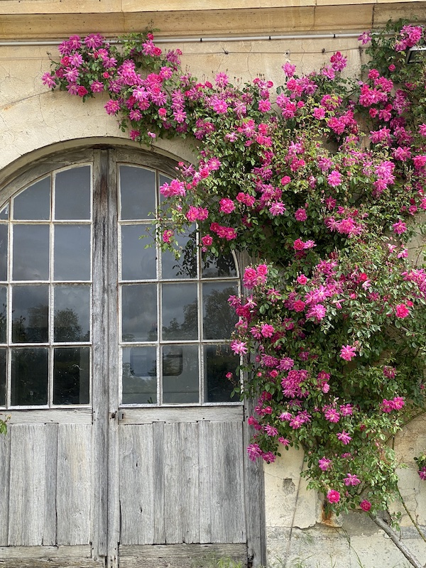 Potager du Roi rosiers