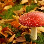 Champignons-automne-foret