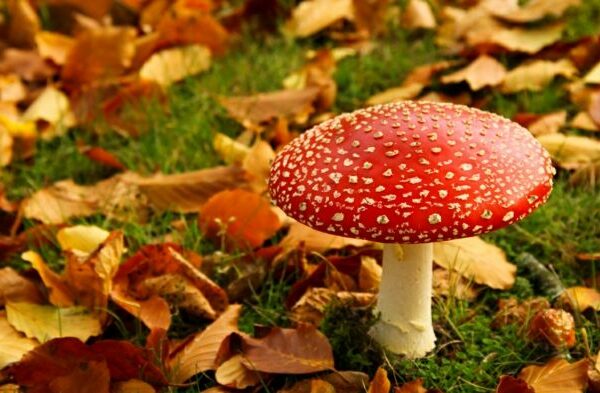 Champignons-automne-foret