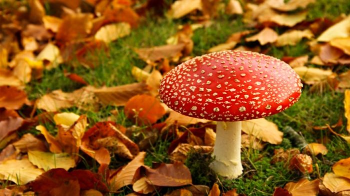 Champignons- vacances de la Toussaint. 