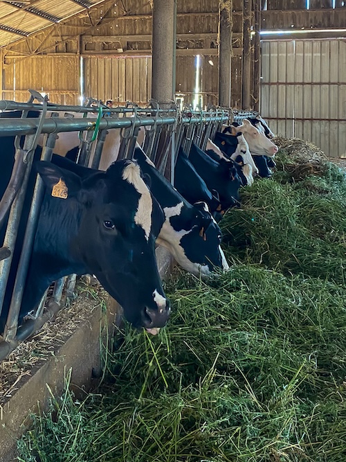 Oh! La Vache Lait'scape Game Bergerie nationale