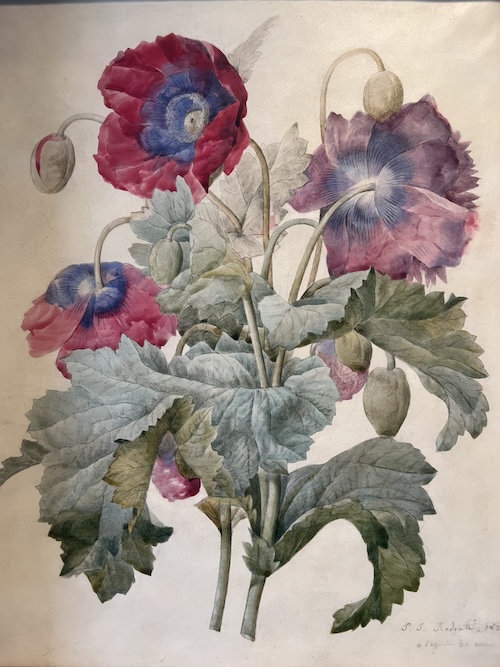 Anémones musée de la Vie romantique