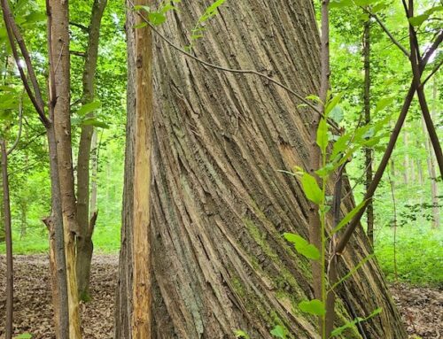 Partons en forêt dans les Yvelines !