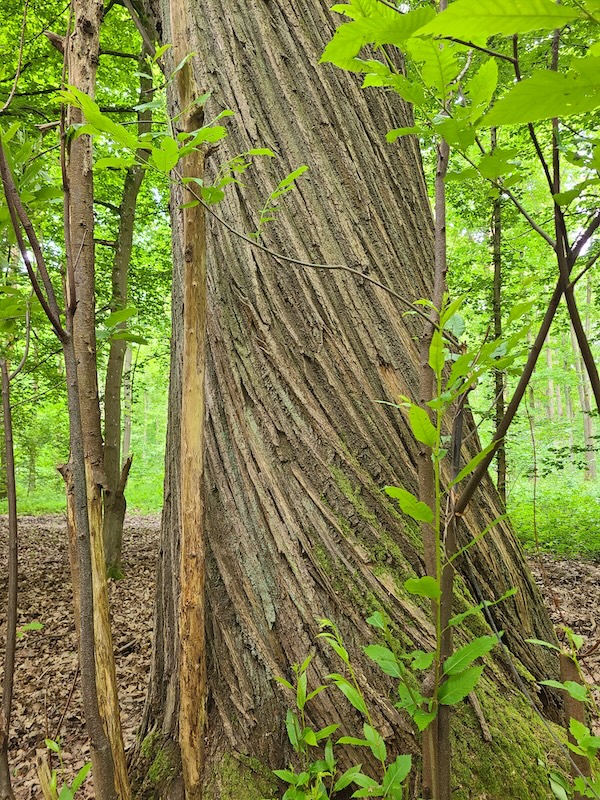 Balade en forêt dans les Yvelines
